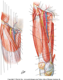 Arteries of Thigh: Anterior Views