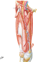 Arteries of Thigh: Anterior Views (continued)