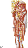 Arteries of Thigh: Posterior View