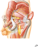 Nerves of Hip and Buttock