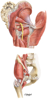 Hip Bursae: Posterior and Anterolateral Views