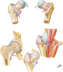 Arteries of Femoral Head and Neck