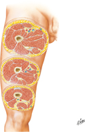 Thigh: Serial Cross Sections