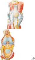 Knee: Anterior Views