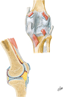 Knee: Posterior and Sagittal Views