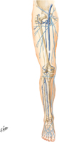 Veins of Lower Limb