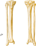 Tibia and Fibula