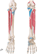 Attachments of Muscles of Leg