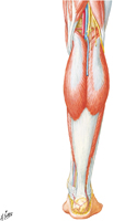 Muscles of Leg: Superficial Part of Posterior Compartment