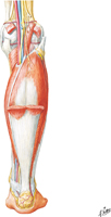 Muscles of Leg: Superficial Part of Posterior Compartment (continued)