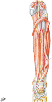 Muscles of Leg: Deep Part of Posterior Compartment