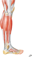 Muscles of Leg: Lateral Compartment