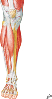 Muscles of Leg: Anterior Compartment