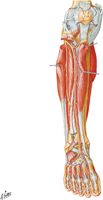 Muscles of Leg: Anterior Compartment (Continued)