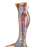 Veins of Leg