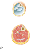 Leg: Cross Sections and Compartments