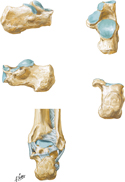 Calcaneus