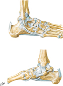 Ligaments of Ankle and Foot