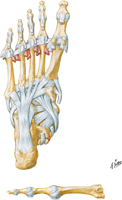 Ligaments of Foot: Plantar View