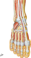 Muscles of Dorsum of Foot: Deep Dissection