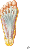 Sole of Foot: Superficial Dissection