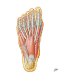 Muscles of Sole of Foot: First Layer