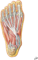 Muscles of Sole of Foot: Second Layer