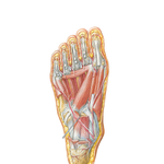 Muscles of Sole of Foot: Third Layer