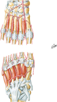 Interosseous Muscles and Deep Arteries of Foot