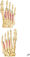 Interosseous Muscles of Foot