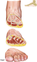 Cross Section of Foot