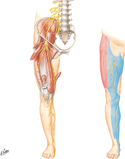 Femoral Nerve and Lateral Femoral Cutaneous Nerve