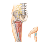 Obturator Nerve