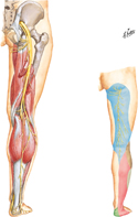 Sciatic Nerve and Posterior Femoral Cutaneous Nerve