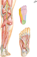 Tibial Nerve