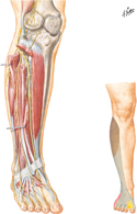 Common Fibular Nerve