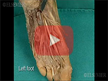  Plantar Surface of the Foot: Step 4, Third layer