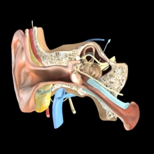 Ear