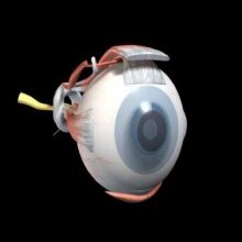 Eye
