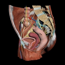 Female Pelvis
