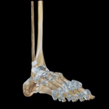 Foot