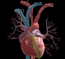 Heart