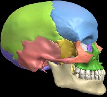 Skull