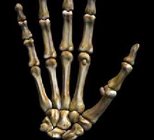 Hand and Wrist