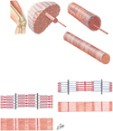 Muscle Structure