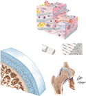 Synovial Joints: Articular Cartilage and Connective Tissues