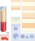 Composition of Blood