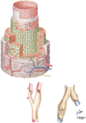 Artery: Structure of Wall
