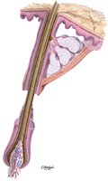 Pilosebaceous Apparatus