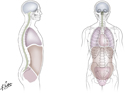 Major Body Cavities